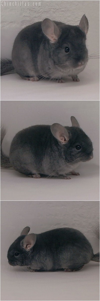 4300 TOV Sapphire ( Ebony Carrier ) Female Chinchilla