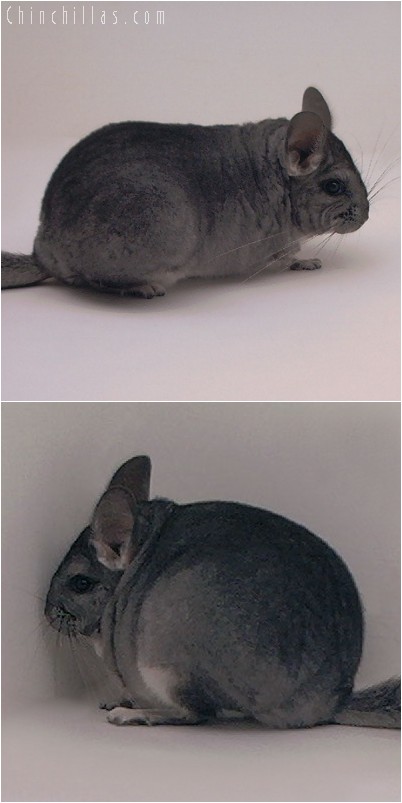 4289 Show Quality Standard ( Violet Carrier ) Female Chinchilla