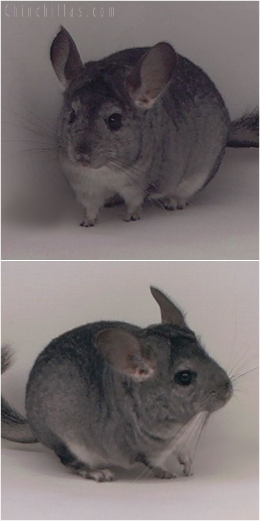 4287 Standard ( Ebony & Violet Carrier ) Female Chinchilla