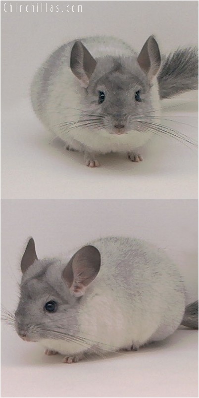 4285 Show Quality White Mosaic ( Sapphire Carrier ) Female Chinchilla