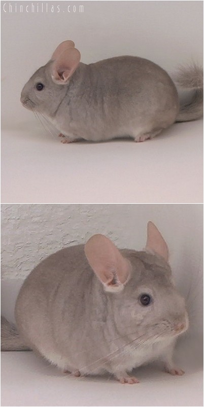 4247 Beige ( Violet Carrier ) Female Chinchilla