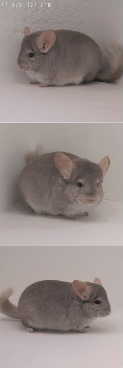 4271 Show Quality Beige Female Chinchilla