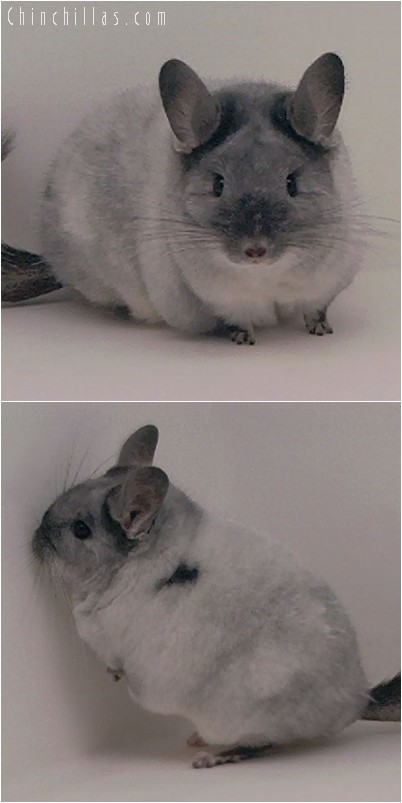 4296 Large Show Quality TOV White Female Chinchilla