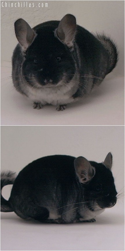 4307 MCBA Reserve Section Champion Black Velvet Female Chinchilla