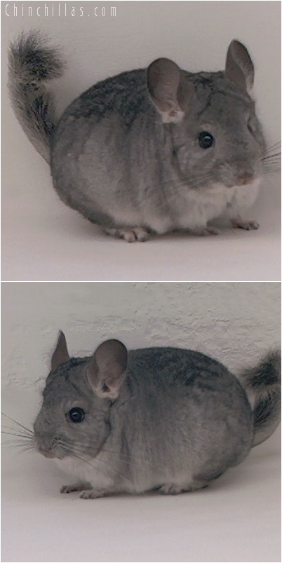 4308 Standard ( Sapphire Carrier ) Female Chinchilla