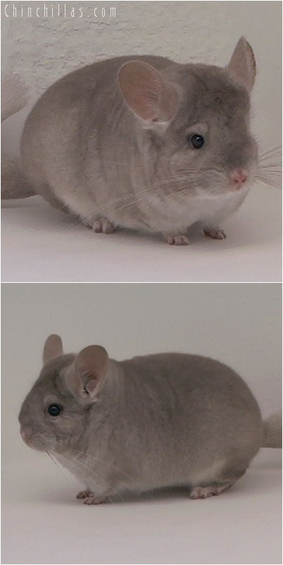 4297 Top Show Quality Beige Female Chinchilla