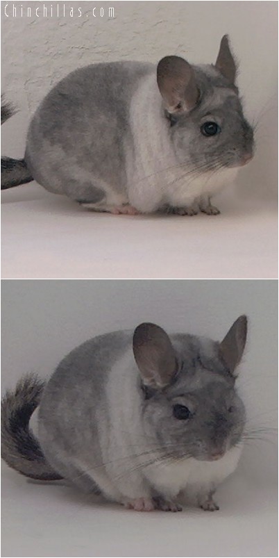 4310 Unique TOV White Mosaic Female Chinchilla