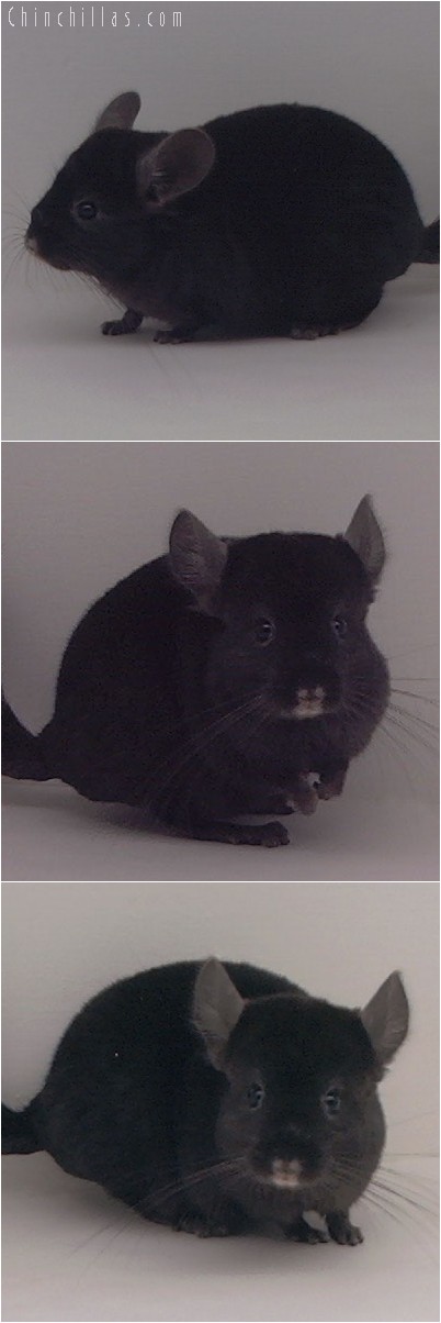 4305 Show Quality Ebony ( Violet Carrier ) Female Chinchilla