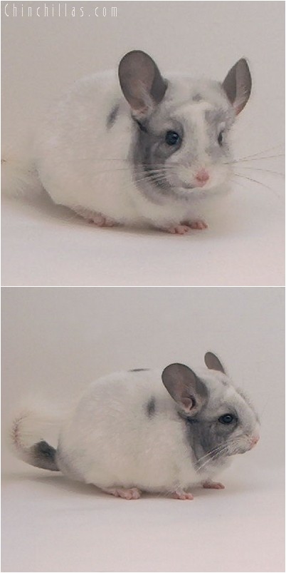 4312 Premium Production Quality Unusual White Mosaic Female Chinchilla