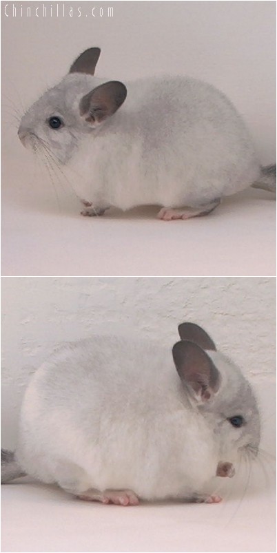 4313 Silver Mosaic ( Sapphire Carrier ) Male Chinchilla