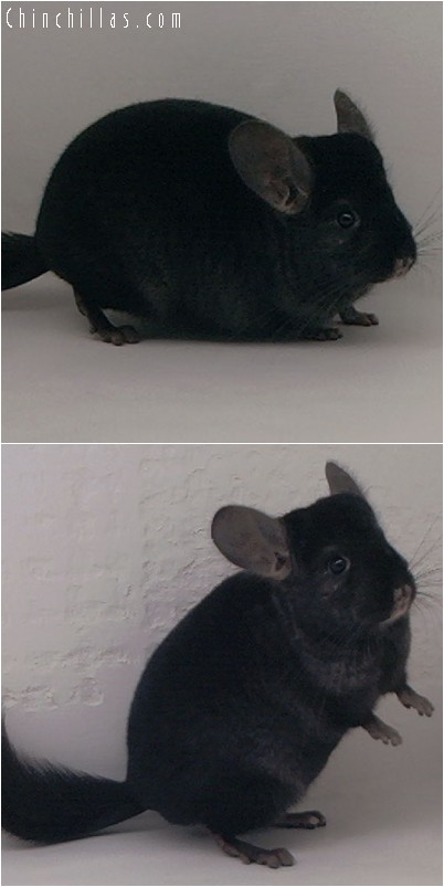 4319 Show Quality Ebony Female Chinchilla