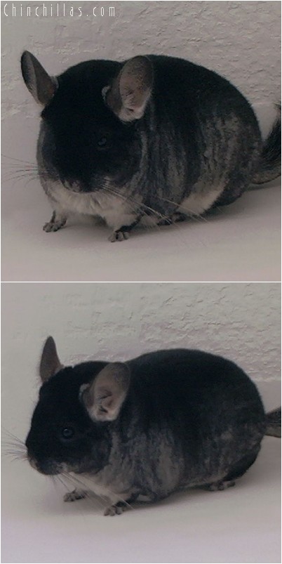 4277 Large Showable Black Velvet Female Chinchilla