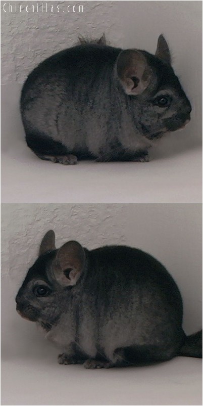 4259 Show Quality Ebony Female Chinchilla