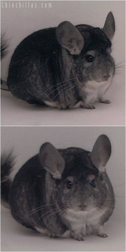 4267 Extra Large Show Quality Standard Male Chinchilla