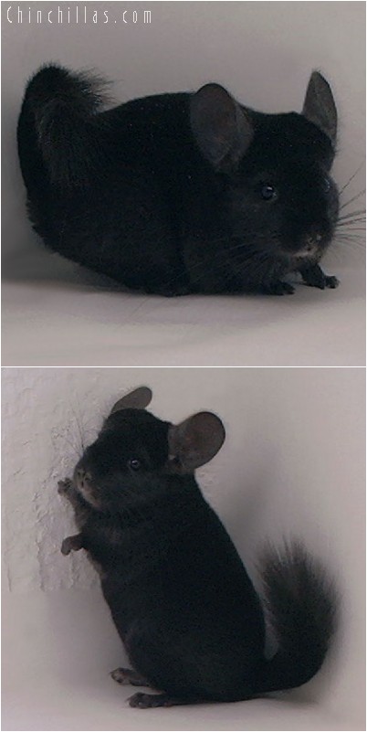 4304 Top Show Quality Ebony Female Chinchilla