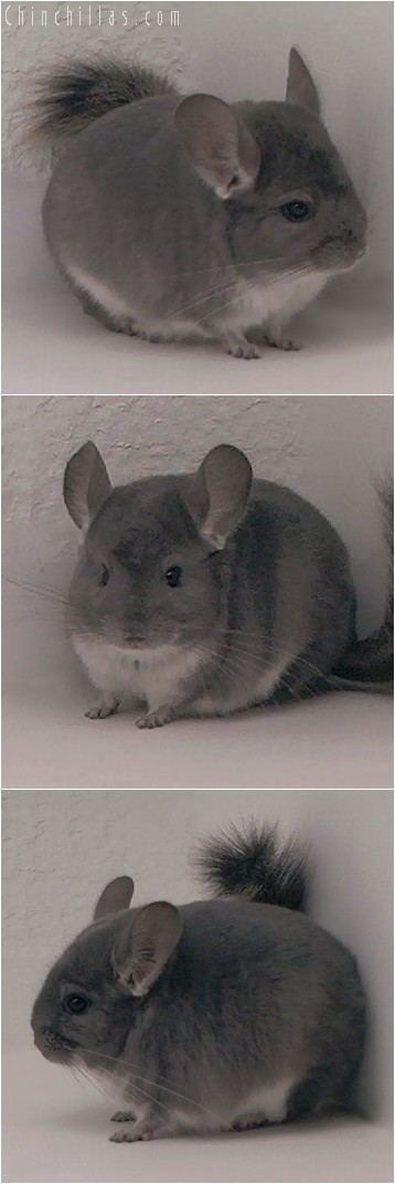 4306 Violet Female Chinchilla