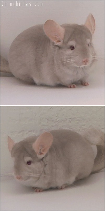 4328 Top Show Quality Homozygous Beige Female Chinchilla