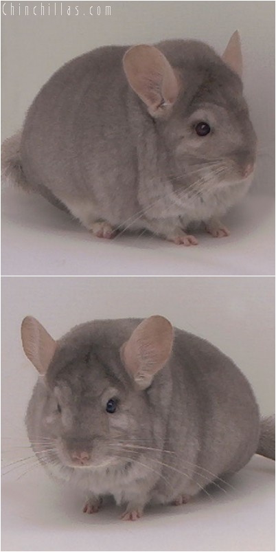 4325 Top Show Quality Beige Female Chinchilla