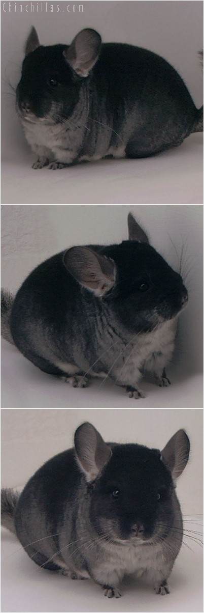 4324 Show Quality Black Velvet Female Chinchilla