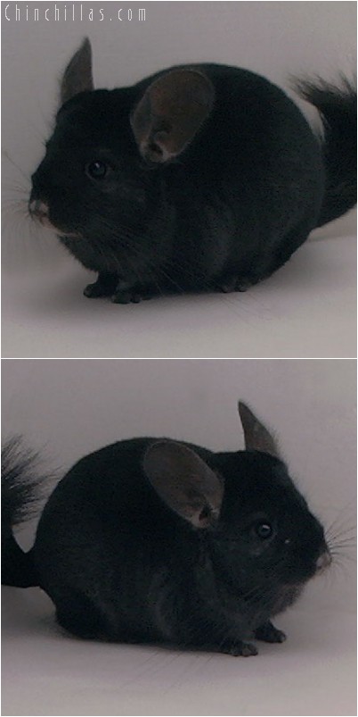 4279 Ebony ( Violet Carrier ) Male Chinchilla