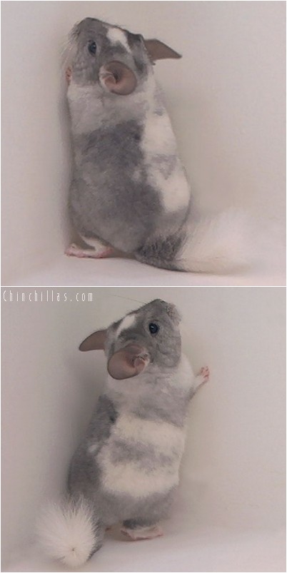 4333 Splotchy Tri-tone White Mosaic Female Chinchilla