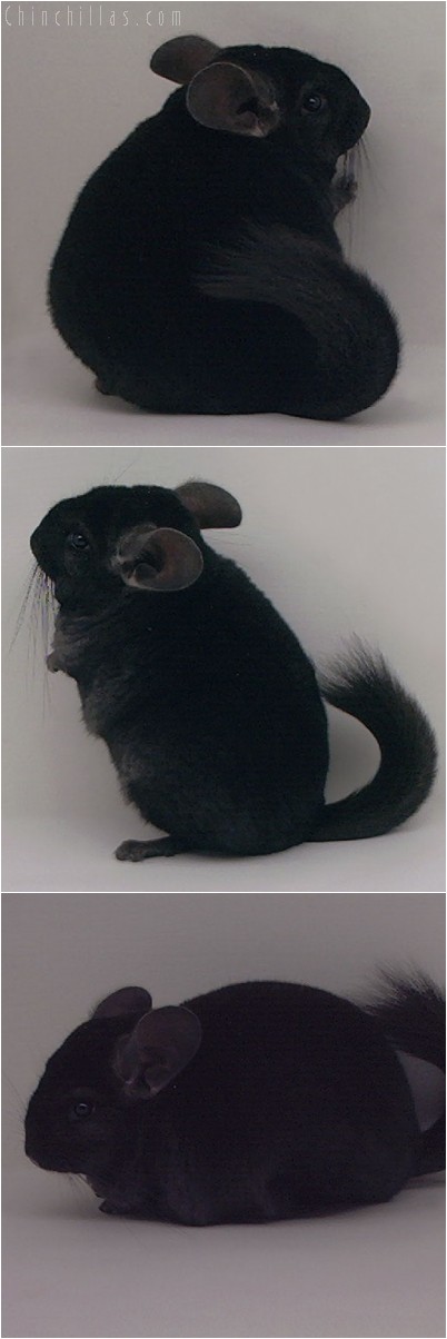 4340 Top Show Quality Ebony Female Chinchilla