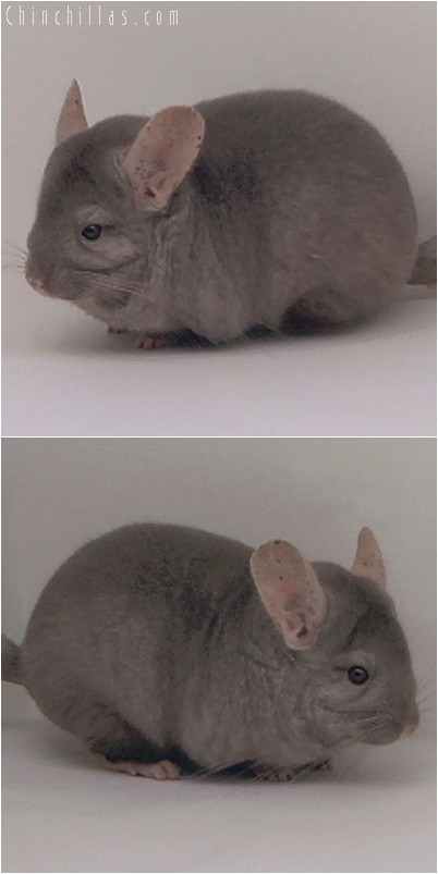 4335 Show Quality Tan Female Chinchilla