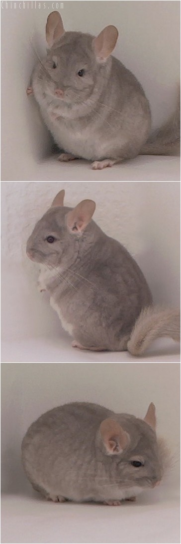 4330 Show Quality Beige Female Chinchilla