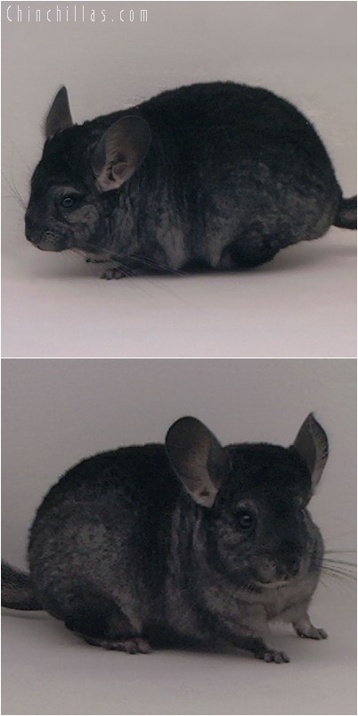 4282 Show Quality Ebony Female Chinchilla