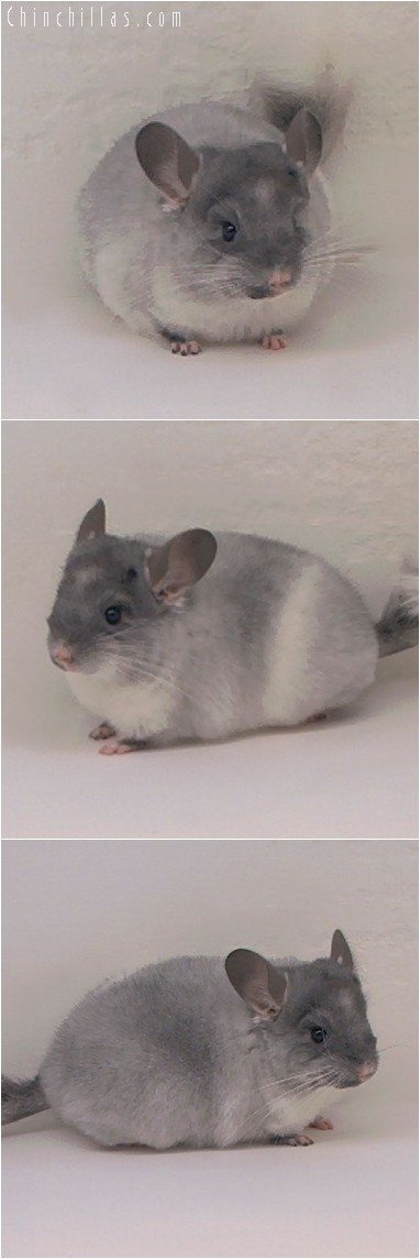 4334 Show Quality TOV White Male Chinchilla