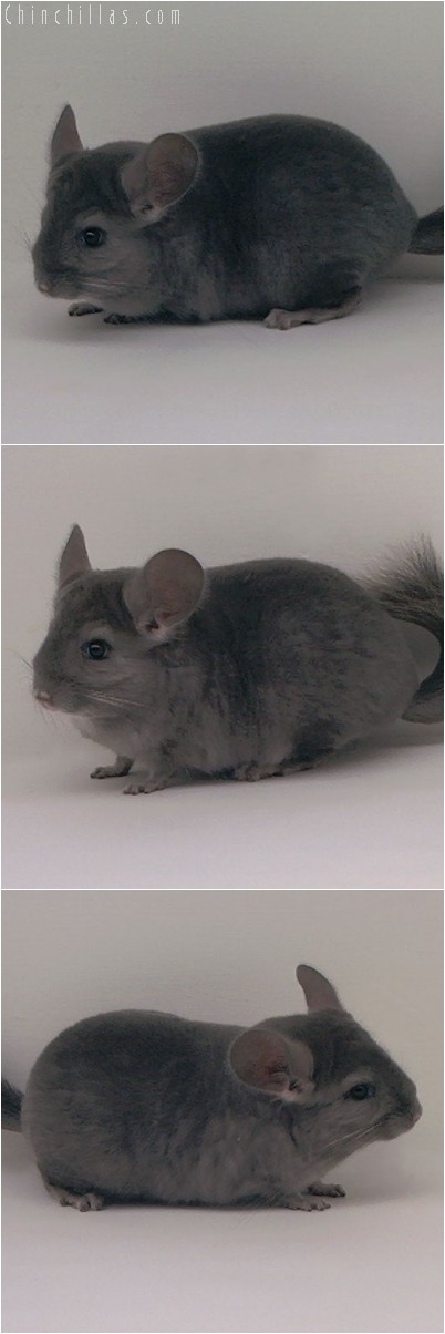 4338 Show Quality Wrap - around Violet Female Chinchilla