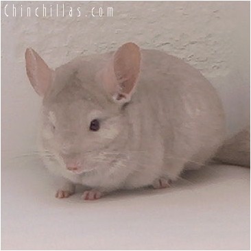 4291 Homozygous Beige Female Chinchilla