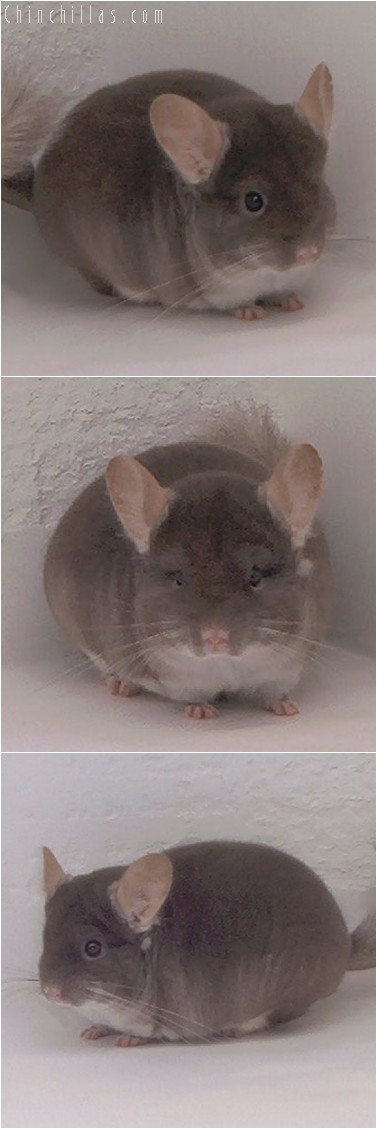 4316 TOV Beige Male Chinchilla