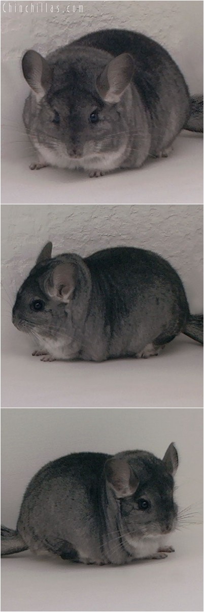 4269 Show Quality Standard Female Chinchilla