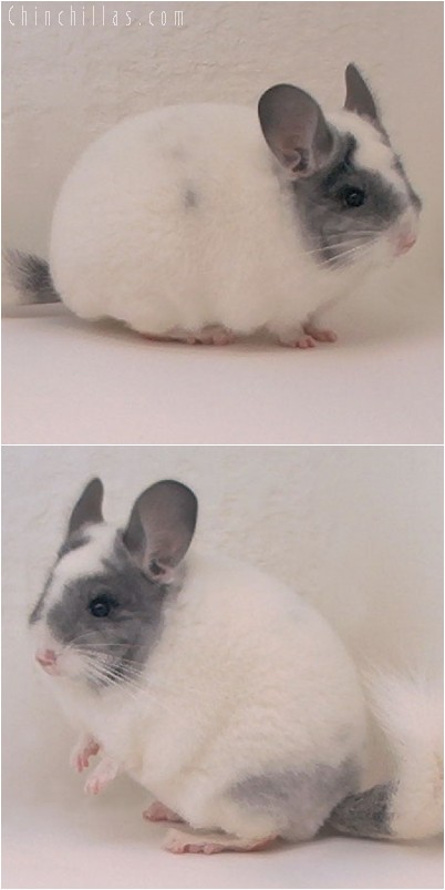 5002 Premium Production Quality Extreme White Mosaic Female Chinchilla