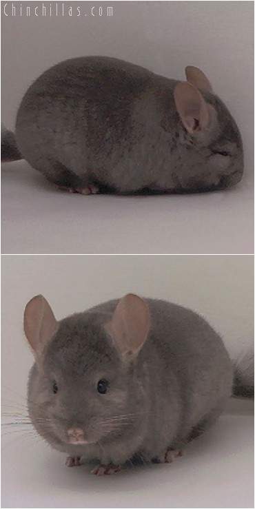 5001 Show Quality Tan Female Chinchilla