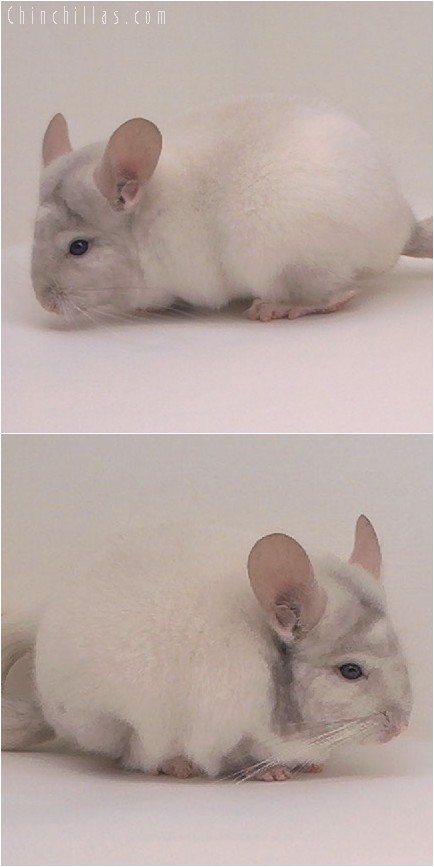 5003 Show Quality Beige & White Mosaic Female Chinchilla