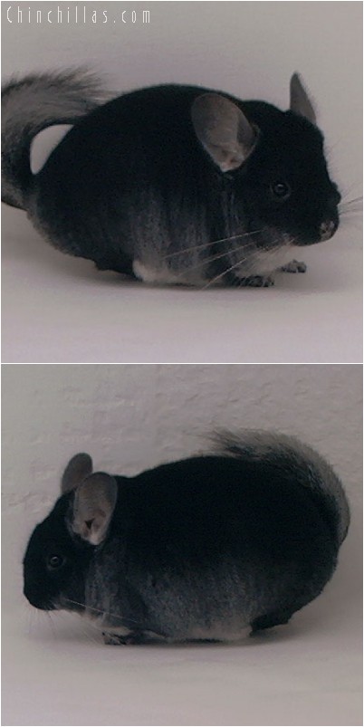 4311 Top Show Quality Black Velvet Male Chinchilla