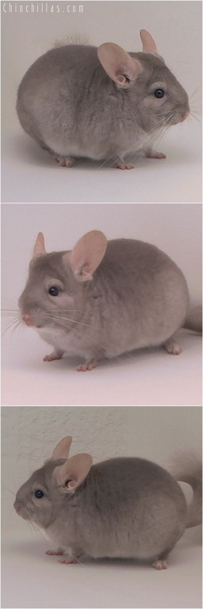 4255 Show Quality Beige ( Violet Carrier ) Female Chinchilla
