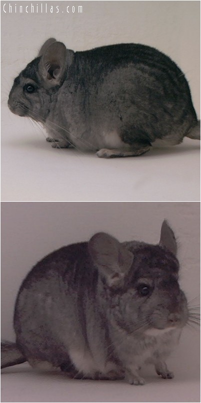 4112 Show Quality Standard ( Violet Carrier ) Male Chinchilla