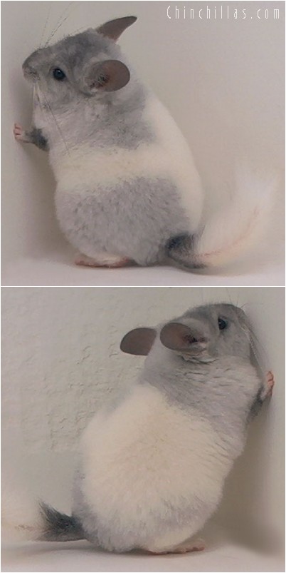 5012 Show Quality White Mosaic ( Ebony Carrier ) Female Chinchilla