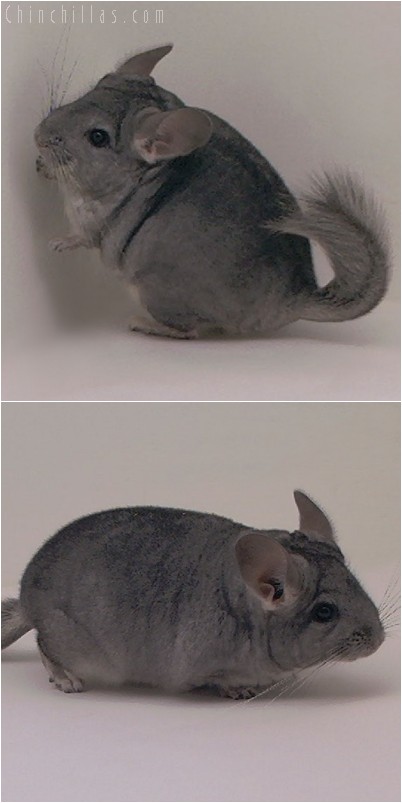 5009 Standard ( Violet Carrier ) Female Chinchilla