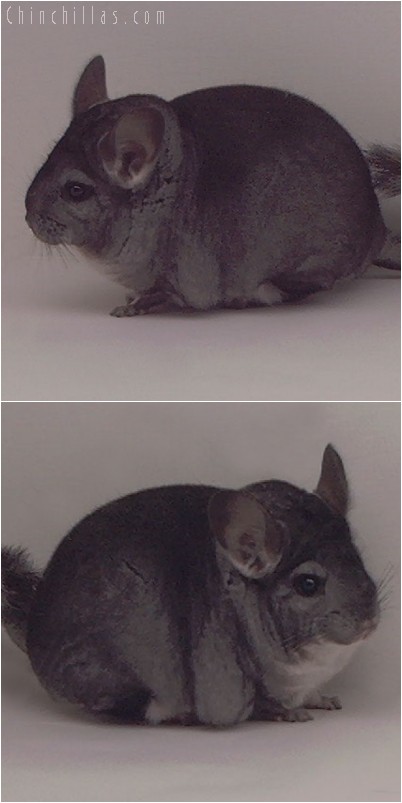 5010 Show Quality Standard Female Chinchilla