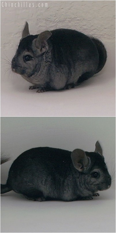 5011 Ebony Female Chinchilla