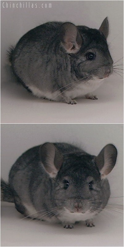 4233 Large Top Show Quality Standard Female Chinchilla