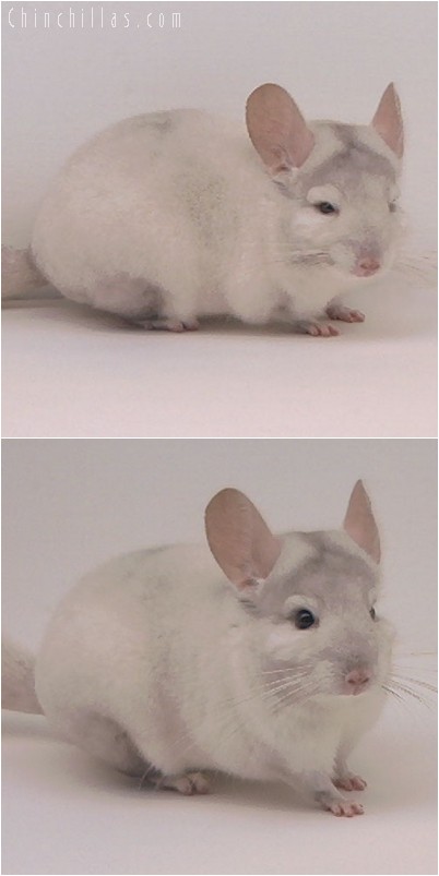 4278 Show Quality Pink White Male Chinchilla