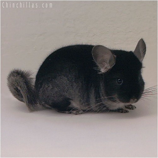 4332 Show Quality Black Velvet Female Chinchilla