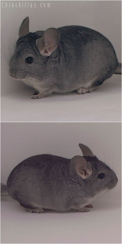 5005 Show Quality Standard ( Violet Carrier ) Female Chinchilla