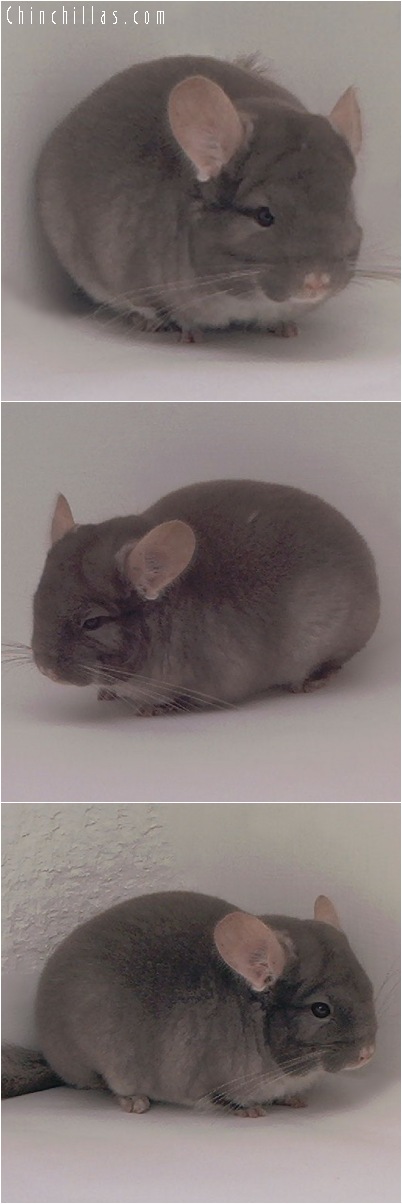 5015 Top Show Quality TOV Beige Female Chinchilla