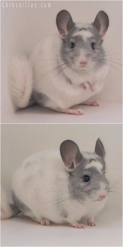 5017 Top Show Quality White Mosaic Male Chinchilla